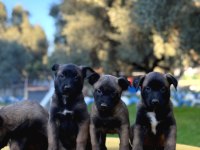 Irk ve Saglık Garantili Malinois Yavrular