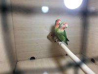 YAVRU YUMURTA GARANTİ SEVDA ÇİFTLER