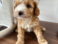Sevimli maltipoo canlar