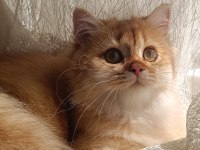 FULL ŞECERELİ BRİTİSH LONGHAİR