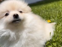 Kremalı Pomeranian Spitz Dişi