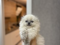 SCOTTISH FOLD LONGHAIR YAVRULARIM