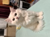 Scottish Fold Longhair