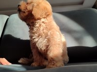 Maltipoo 3 aylık erkek