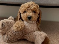 Toy poodle 0 numara garantili bebekler