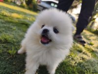 Pomeranian Yavrumuz Yeni Yuvasını Arıyor