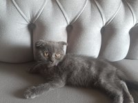 0-3 aylık scottish fold cinsiyeti kızdır