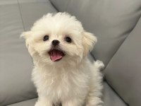 Oyuncak Bebek Maltese Terrierler