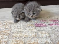 Scottish fold yavru kedimiz