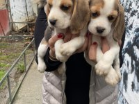 Safkan Elizabet Beagle Yavrularım