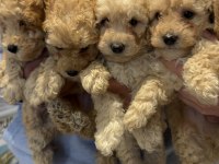 Orijinal ırk toy poodle red brown kg garantili