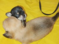 Yavru chihuahua