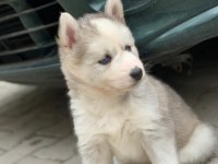 SAFKAN HUSKY YAVRULARI
