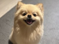 Minyatür pomeranian wc eğitimli uyumlu uysal