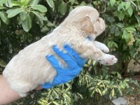 Maltipoo lokumcuklar