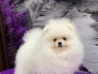 Ayı surat Pomeranian Boo yavrularımız
