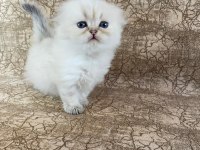 VETERİNER HEKİMDEN SCOTTİSH BRİTİSH YAVRULAR