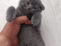 Scottish fold yavrularımız sahiplendirilecektir