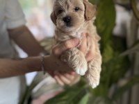 SAFKAN IRK GARANTİLİ MALTİPOO BEBEKLERİM