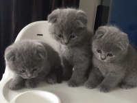 Irk garantili scottish fold yavrularımız