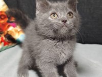 British Shorthair Her Renk Her Türden Yavrular