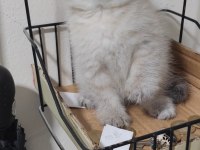 Scottish fold kedisi