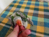 Minik Alexander Yeni Ailesine Gitmeye Hazır