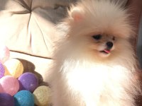 Pomeranian Boo Irk Garantili Yavrular