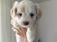 Safkan Erkek Yavru Maltese Terrier