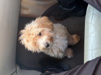 5 Aylık Maltipoo