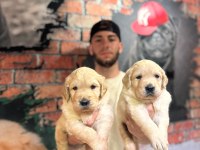 Burkem çiftliğimizden golden retriever dostunuz