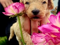 Toy Poodle Cinsi Köpeklerim