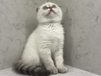 GÜZELLER GÜZELİ KEDİMİZ