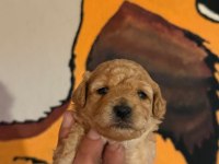 Toy poodle safkan 35 günlük