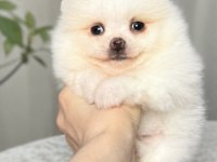 Pomeranian Boo Beyaz Tea Cup Dişi