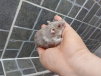 Gonzales Hamster Yavru