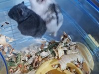 YAVRU GONZALES HAMSTERLAR