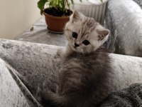 British shorthair erkek yavru