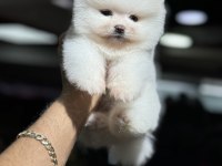 Teddy Pomeranian Boo WC Eğitimli