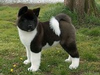 Akita İnu Yavrular Evinizin Neşesi Olacaktır