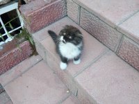Yavru scottish fold kedisi