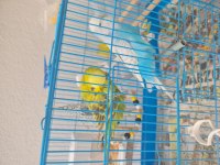 Jumbo eşli muhabbet kuşu