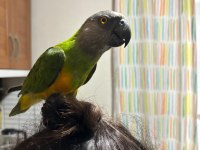 senegal papağanı