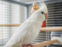 Albino sultan papağanları mevcut adet vermeniz yeterli