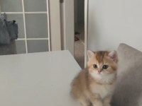 British shorthair ny25 dişi