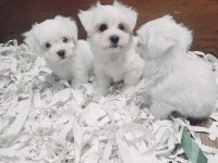 0 numara bembeyaz maltese terrier yavrularımız