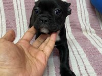 Siyah french bulldog bebeklerimiz