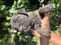 TİGER (KAPLAN DESENLİ) VE SİYAH PANTER CANE CORSO