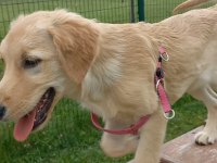 Elimde 4.5 Aylık Dişi Golden Retriever Var