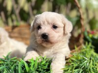 Kar Beyaz Irk Garantili Maltese Terrier Yavrular